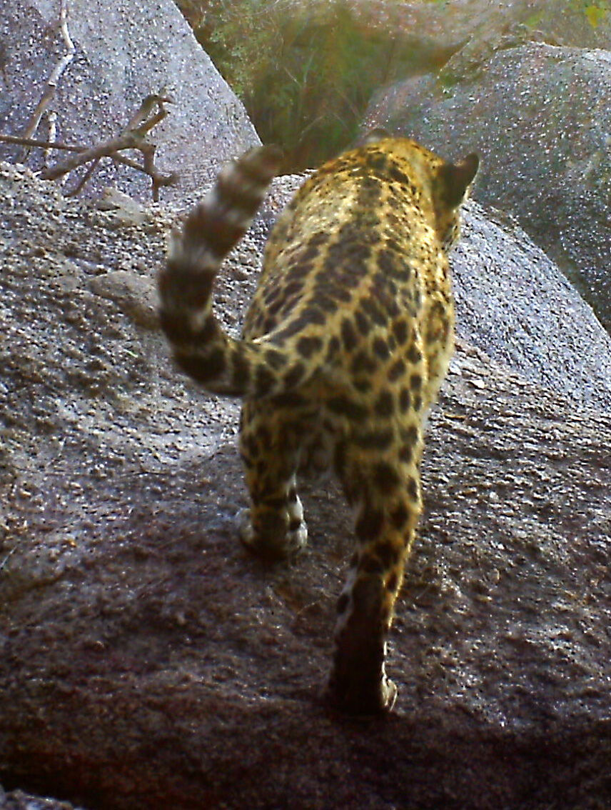 Wildlife, babies, Mexico